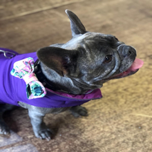 Load image into Gallery viewer, The Tropical Palms Dog Collar Bundle&#39; - Fluffy Tales
