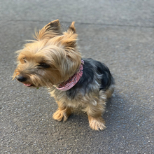 Load image into Gallery viewer, Penda Floral Dog Collar - Fluffy Tales

