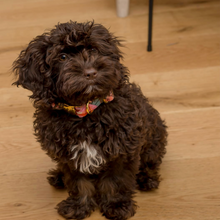 Load image into Gallery viewer, The Peony Flowers Dog Collar Bundle&#39; - Fluffy Tales
