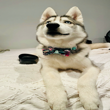 Load image into Gallery viewer, Blue &amp; Green Mint Flowers Dog Bow Tie - Fluffy Tales
