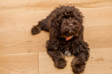 Load image into Gallery viewer, Peony Flowers Dog Collar - Fluffy Tales
