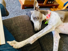 Load image into Gallery viewer, Peony Flowers Dog Collar - Fluffy Tales
